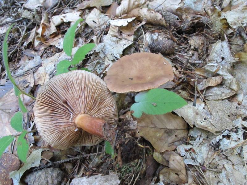 Lactarius theiogalus