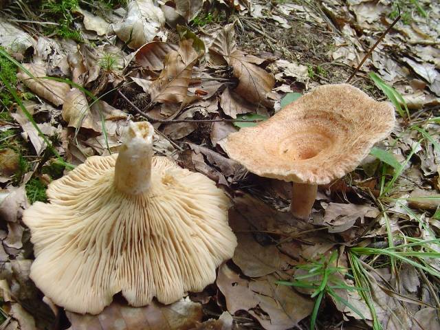 Lactarius torminosus