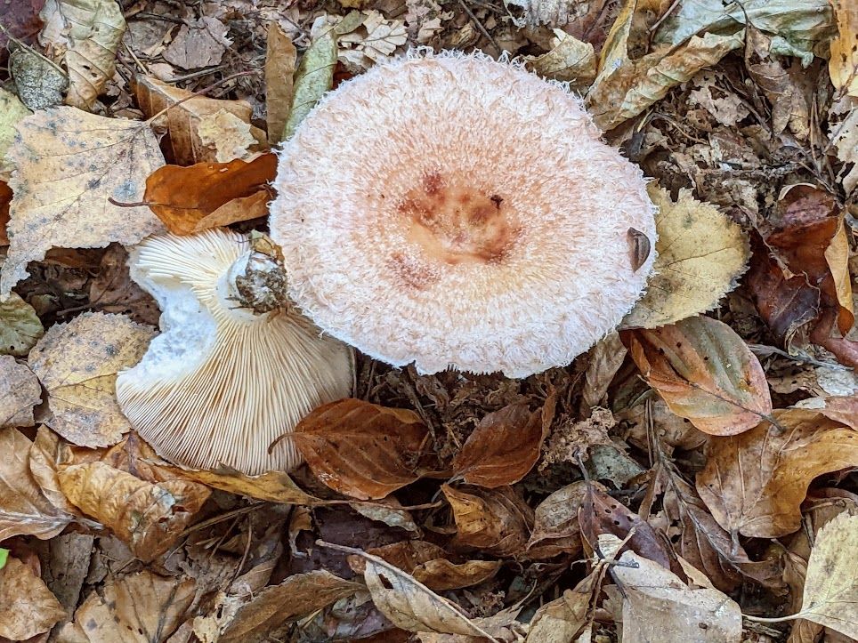 Lactarius torminosus