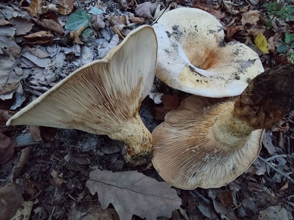 Lactifluus bertillonii