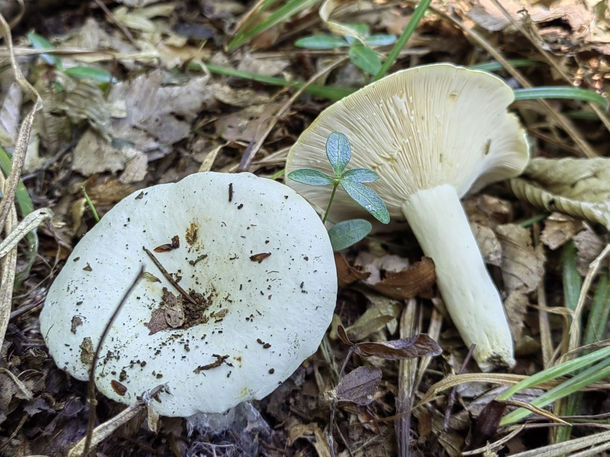 Lactifluus piperatus