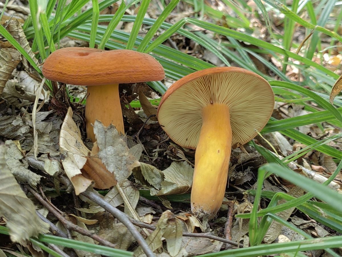 Lactifluus volemus