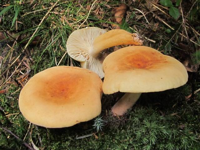 Lactifluus volemus