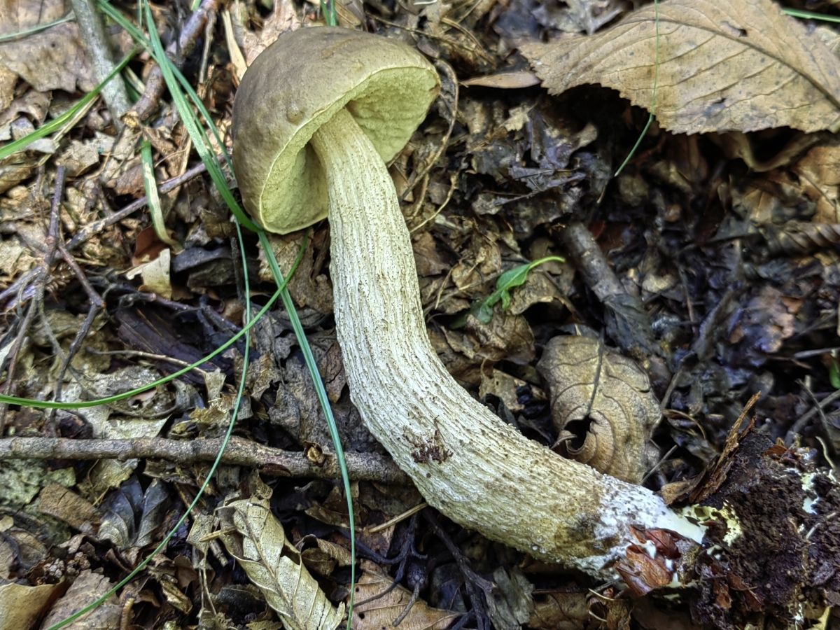 Leccinellum pseudoscabrum