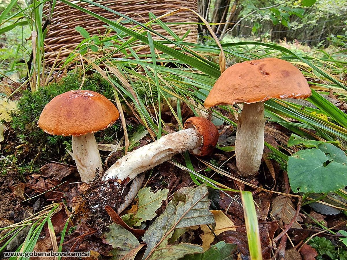 Leccinum albostipitatum