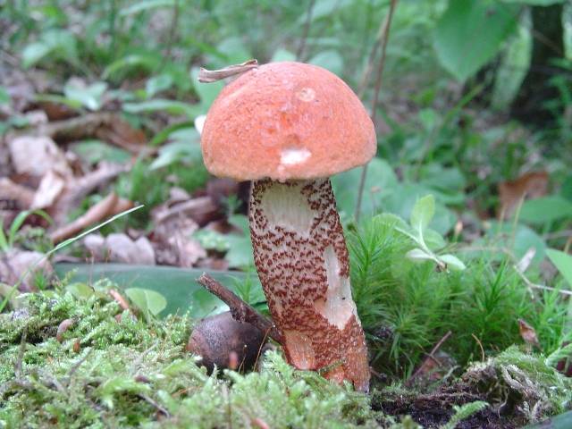 Leccinum aurantiacum