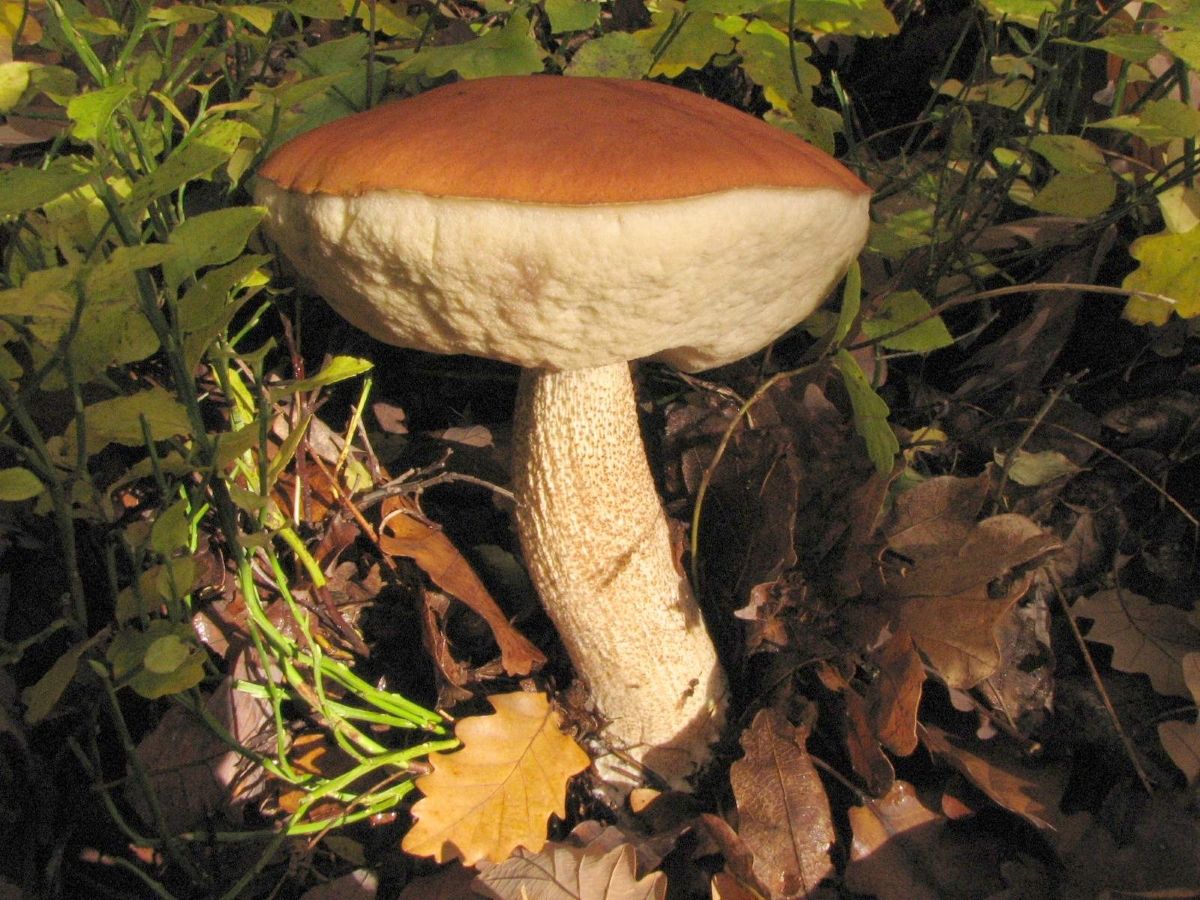 Leccinum aurantiacum