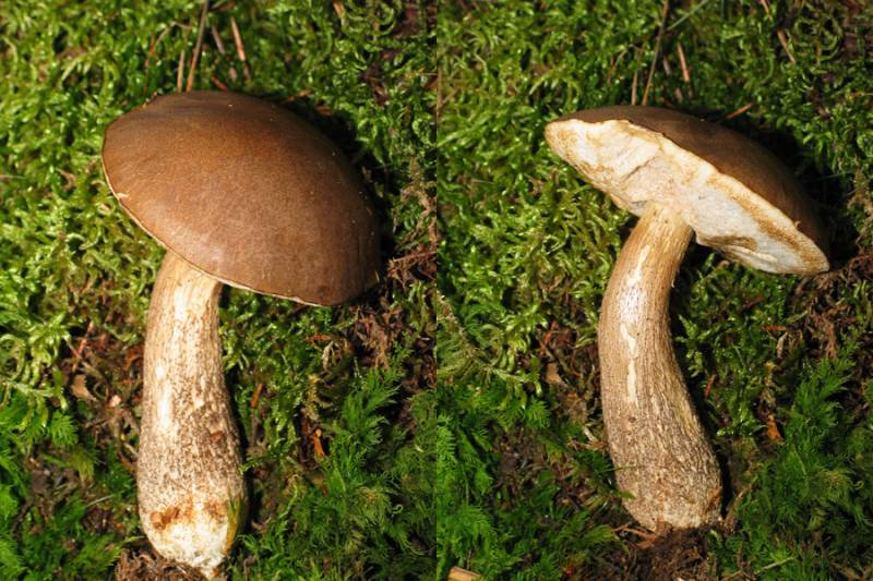 Leccinum duriusculum