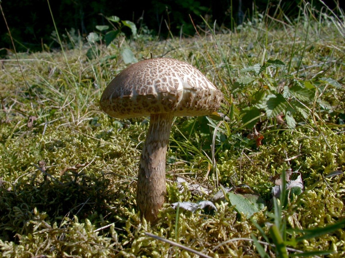 Leccinum scabrum