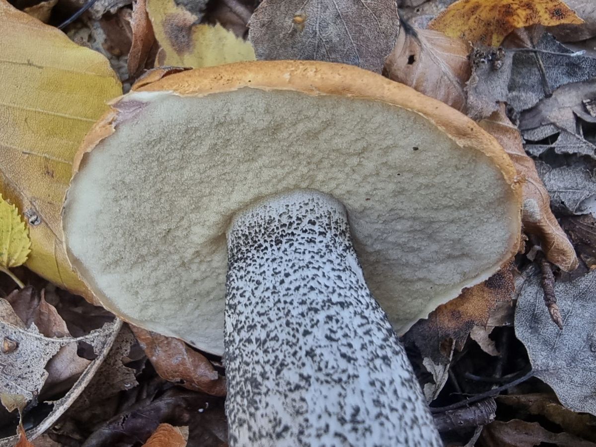 Leccinum versipelle