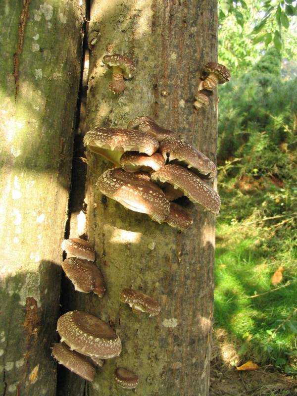 Lentinula edodes