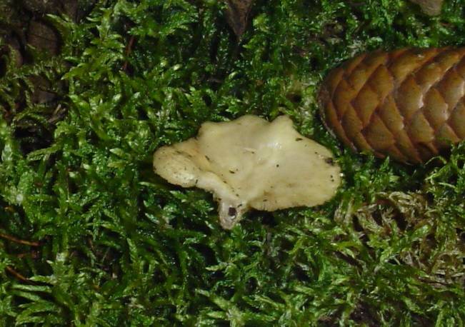 Lentinus arcularius