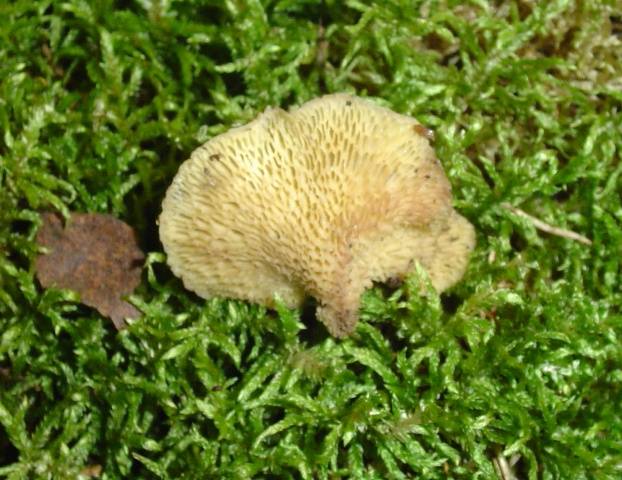 Lentinus arcularius