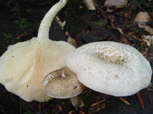 Lentinus tigrinus