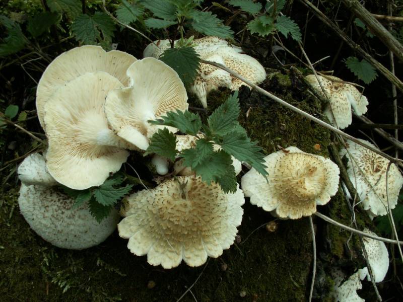 Lentinus tigrinus