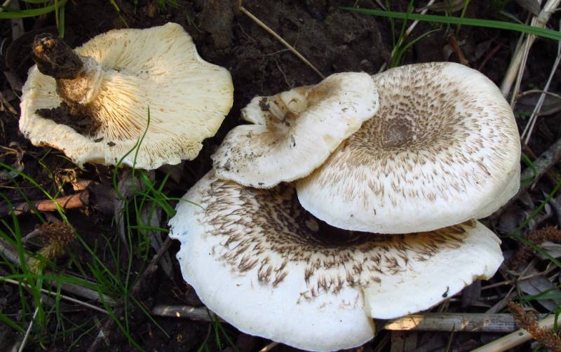 Lentinus tigrinus