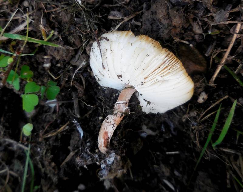 Lepiota brunneoincarnata