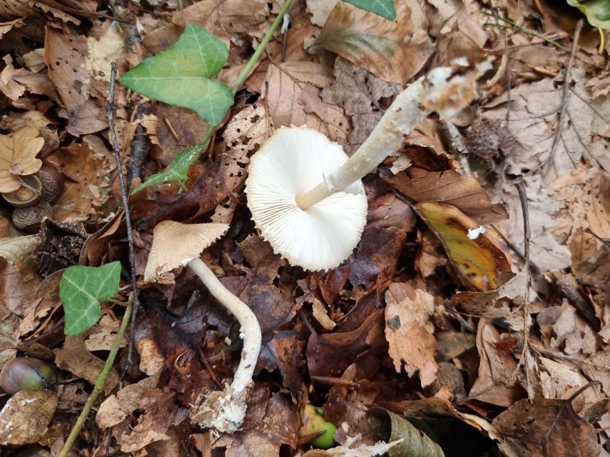 Lepiota clypeolaria