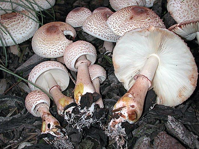 Leucoagaricus americanus