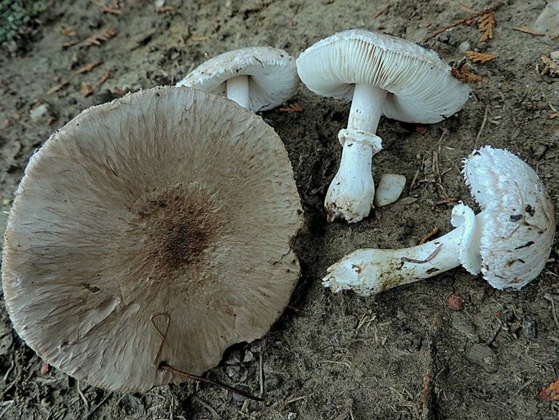 Leucoagaricus cinerascens