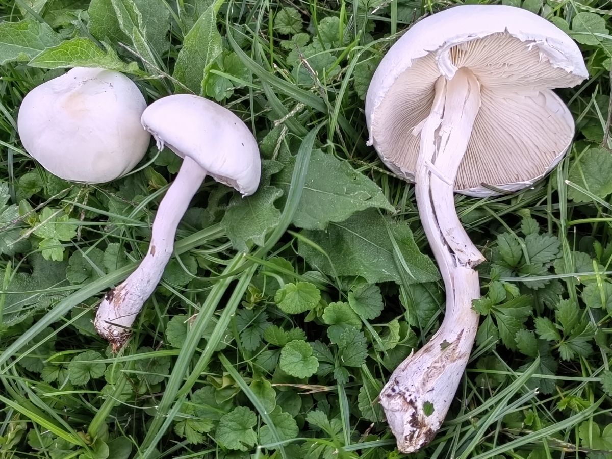 Leucoagaricus leucothites