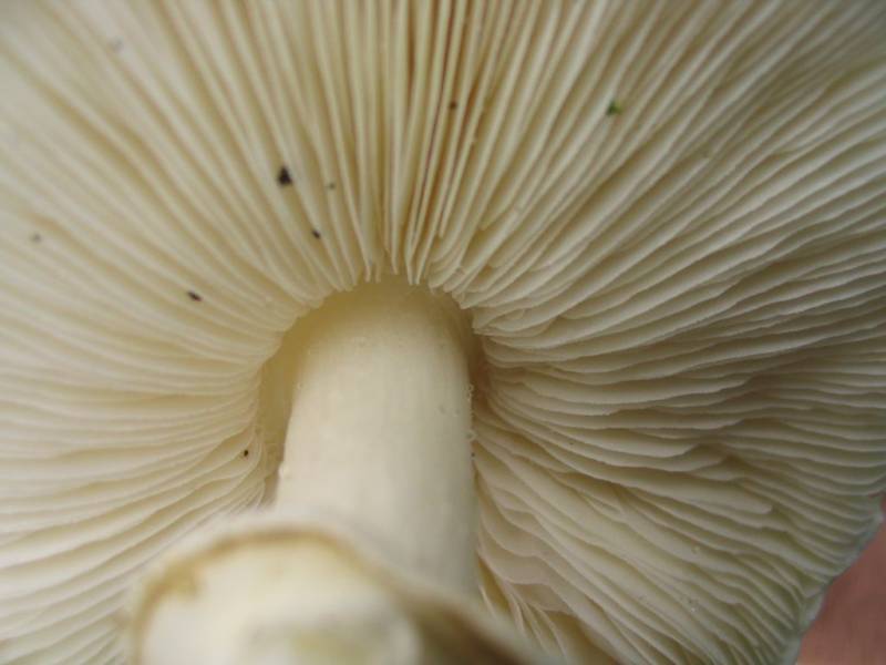 Leucoagaricus leucothites