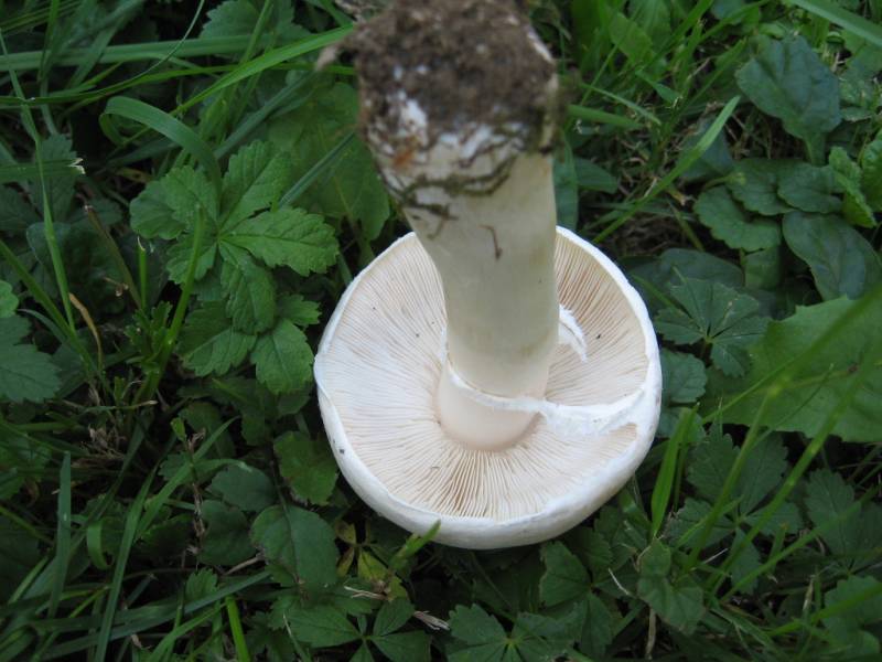 Leucoagaricus leucothites