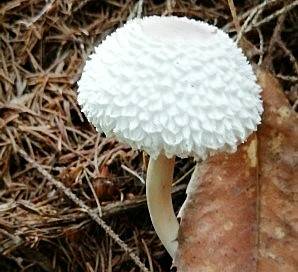 Leucoagaricus nympharum