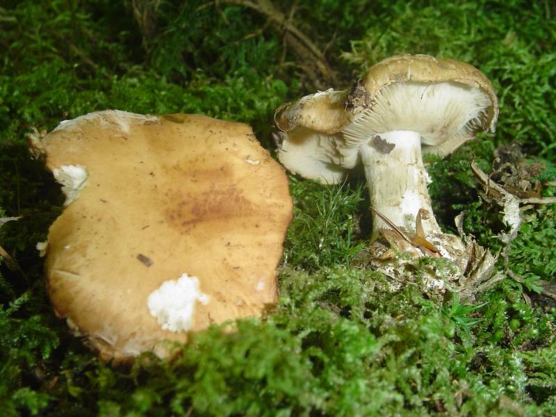 Leucocortinarius bulbiger