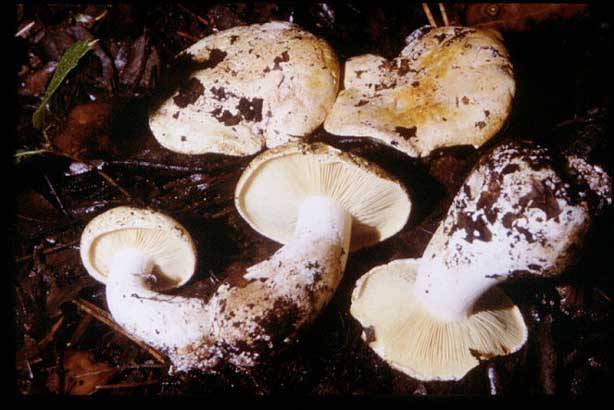 Leucopaxillus tricolor