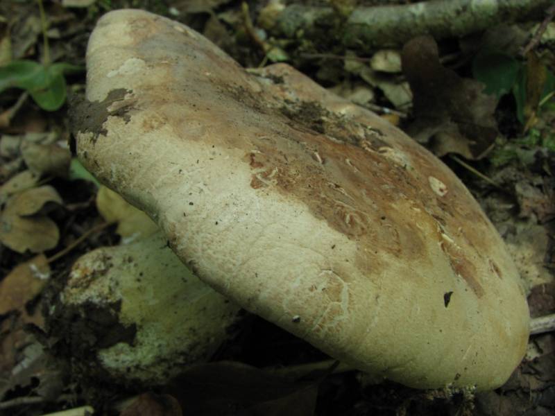 Leucopaxillus tricolor