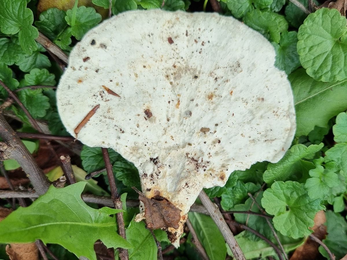 Loweomyces fractipes