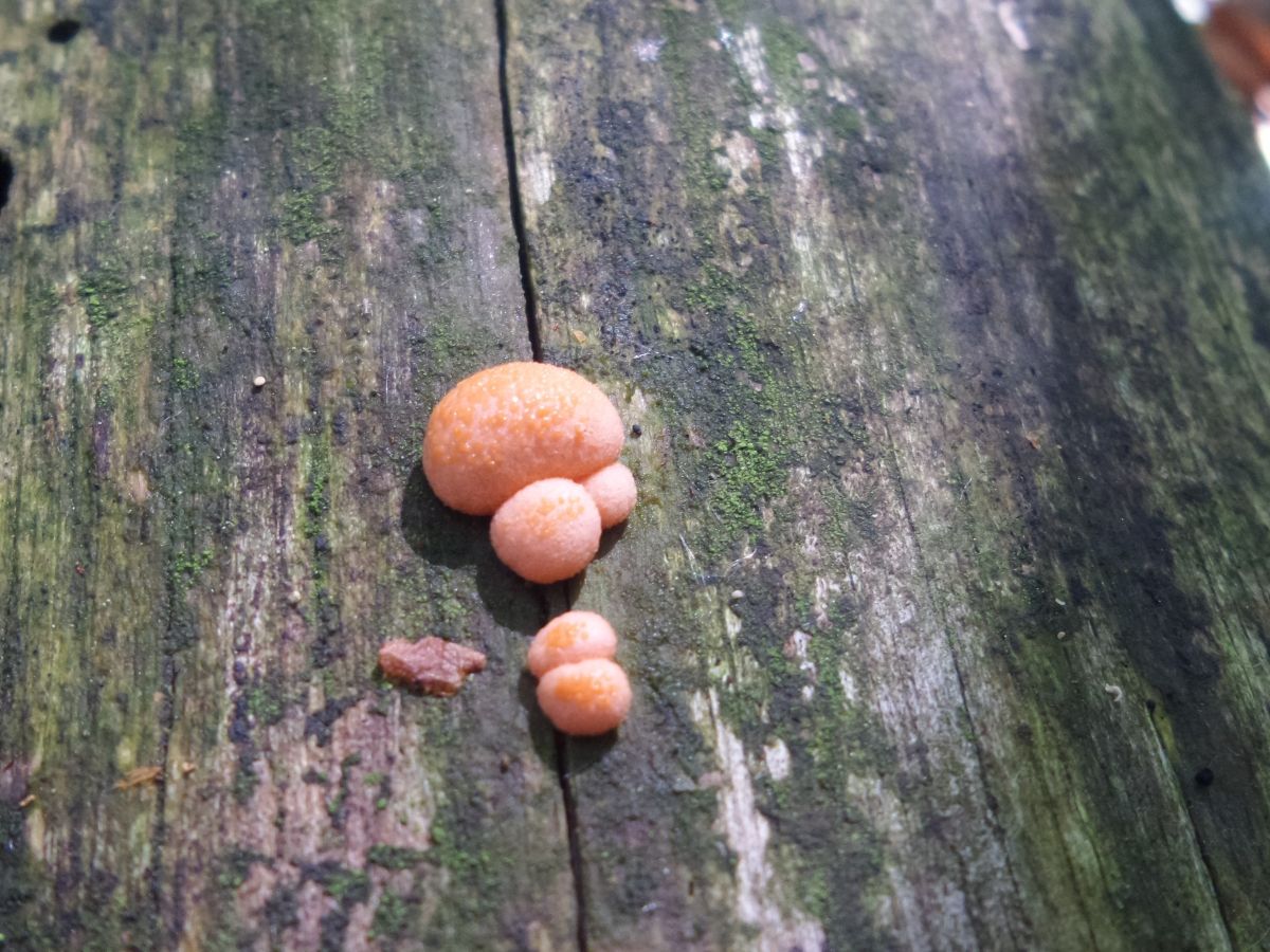 Lycogala epidendrum