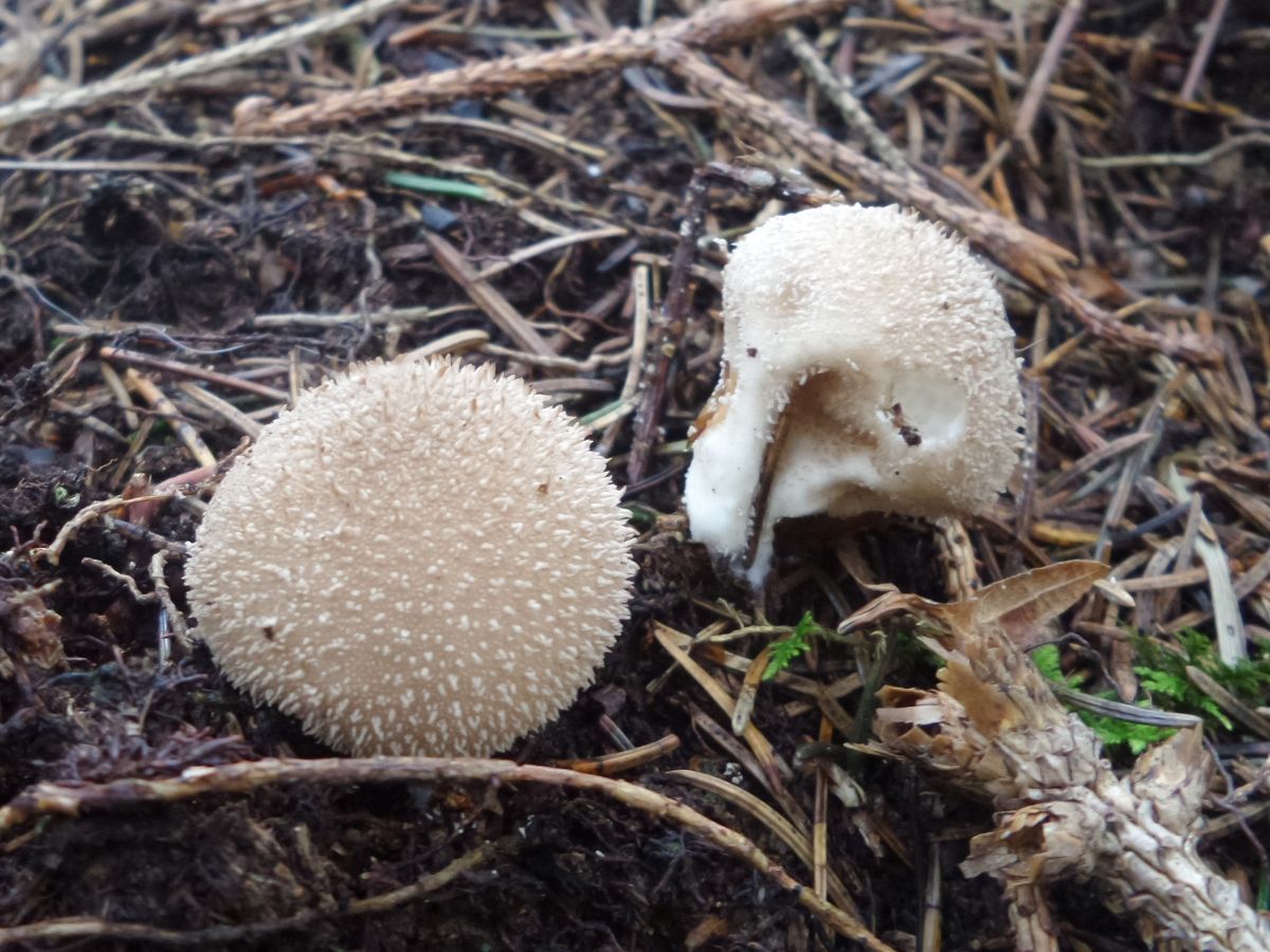 Lycoperdon echinatum