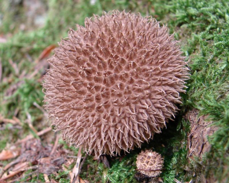 Lycoperdon echinatum