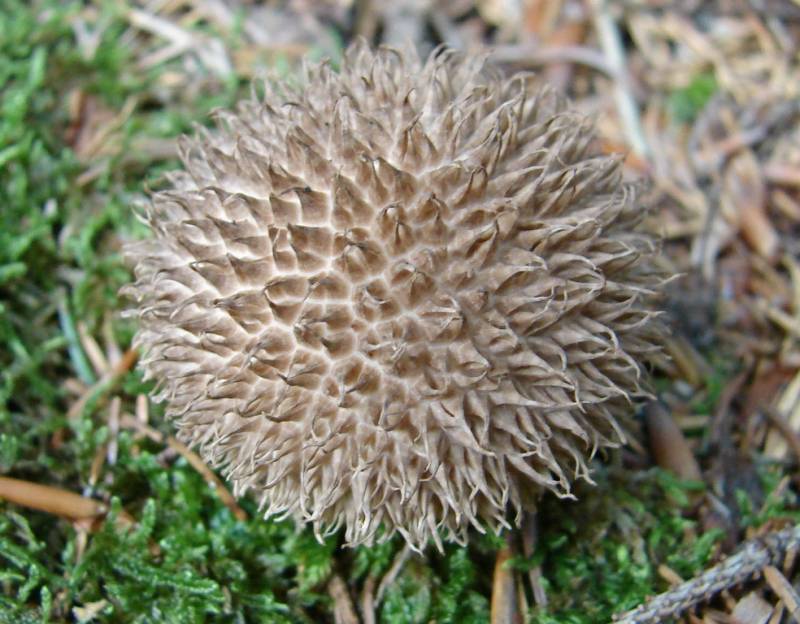 Lycoperdon echinatum