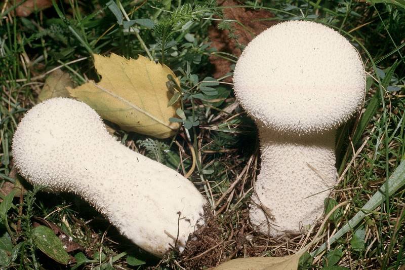 Lycoperdon excipuliforme