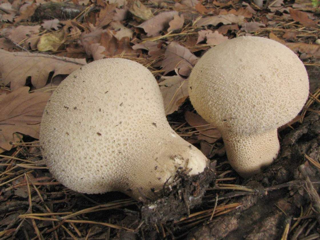 Lycoperdon molle