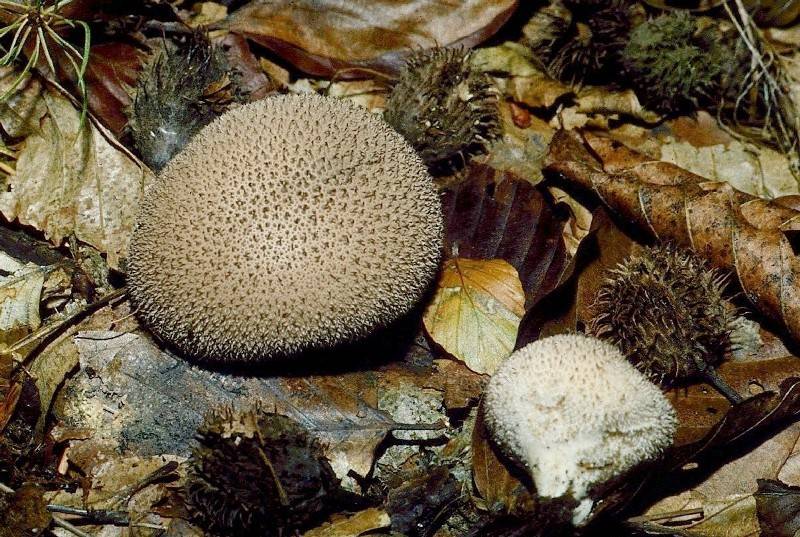 Lycoperdon nigrescens