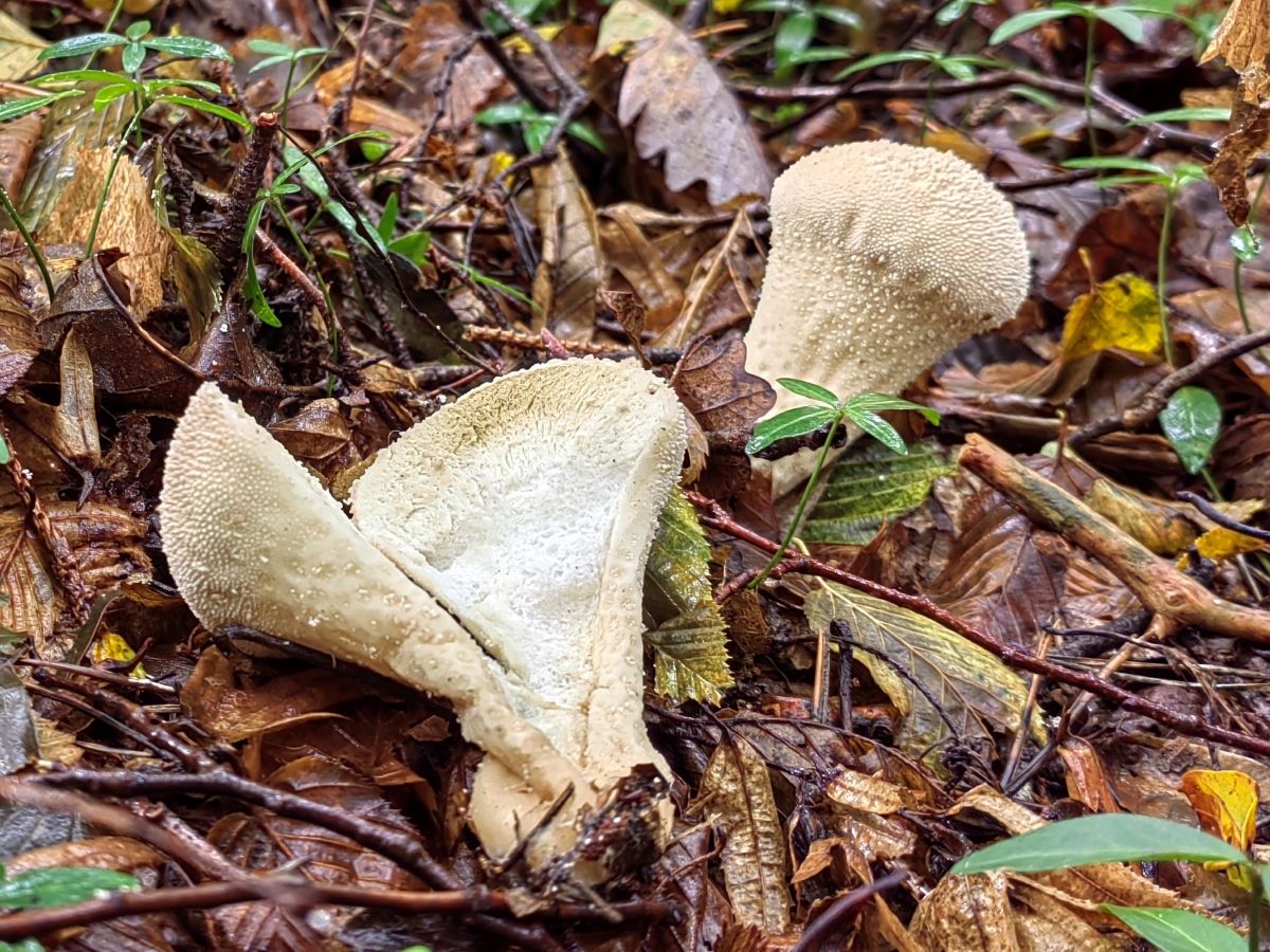 Lycoperdon perlatum