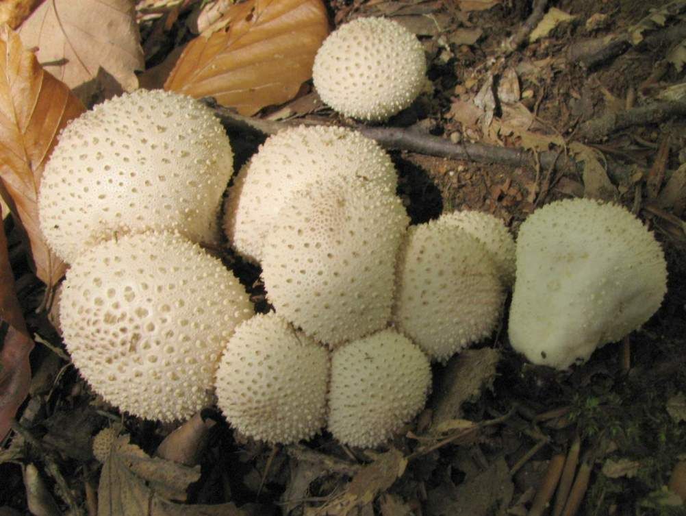 Lycoperdon perlatum