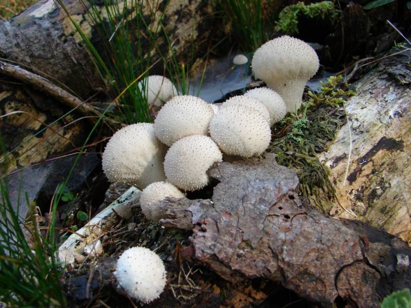 Lycoperdon perlatum