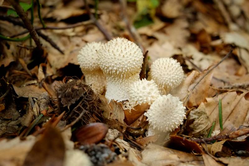 Lycoperdon perlatum