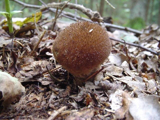 Lycoperdon umbrinum