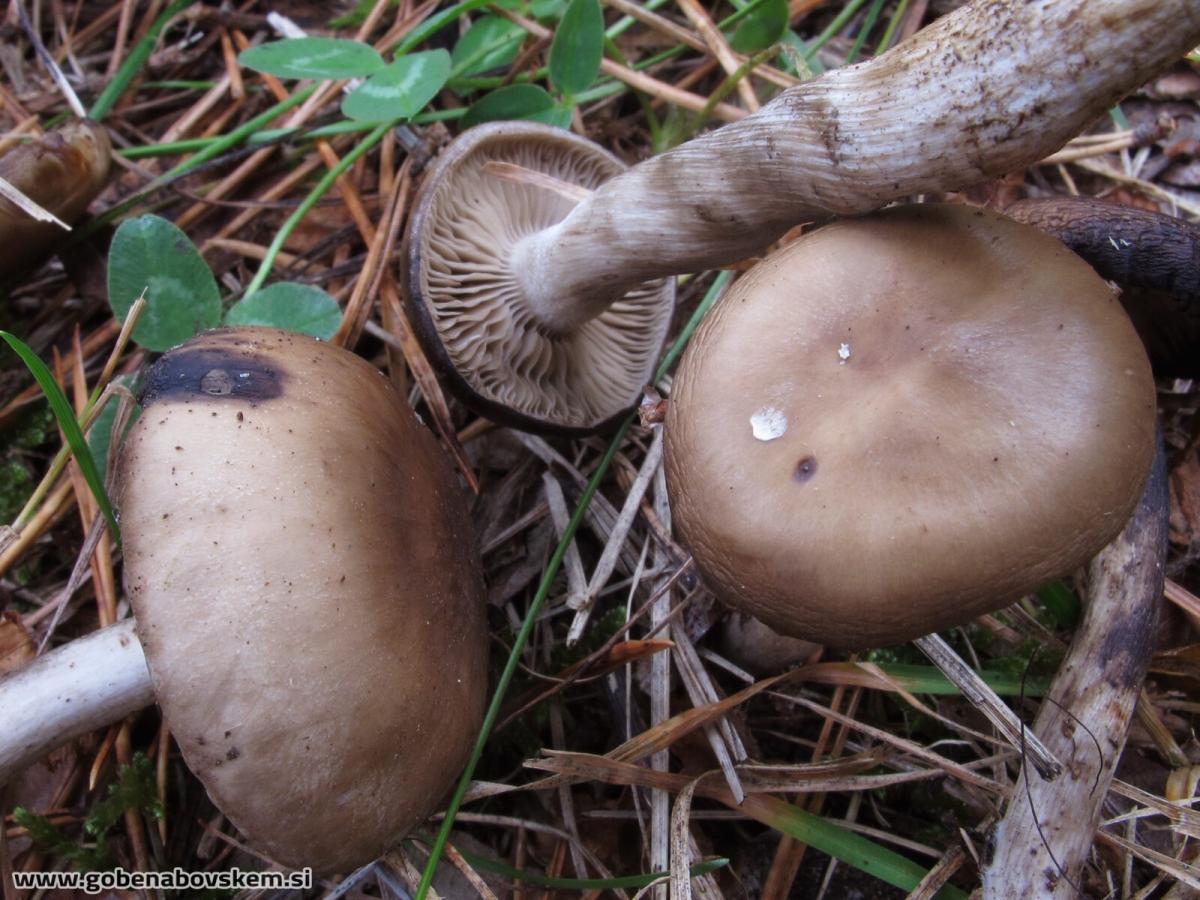 Lyophyllum maleolens