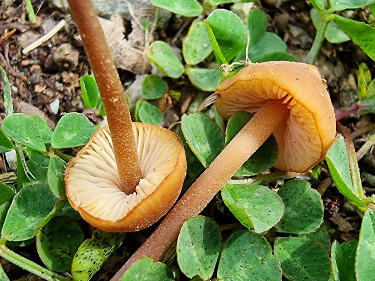 Macrocystidia cucumis