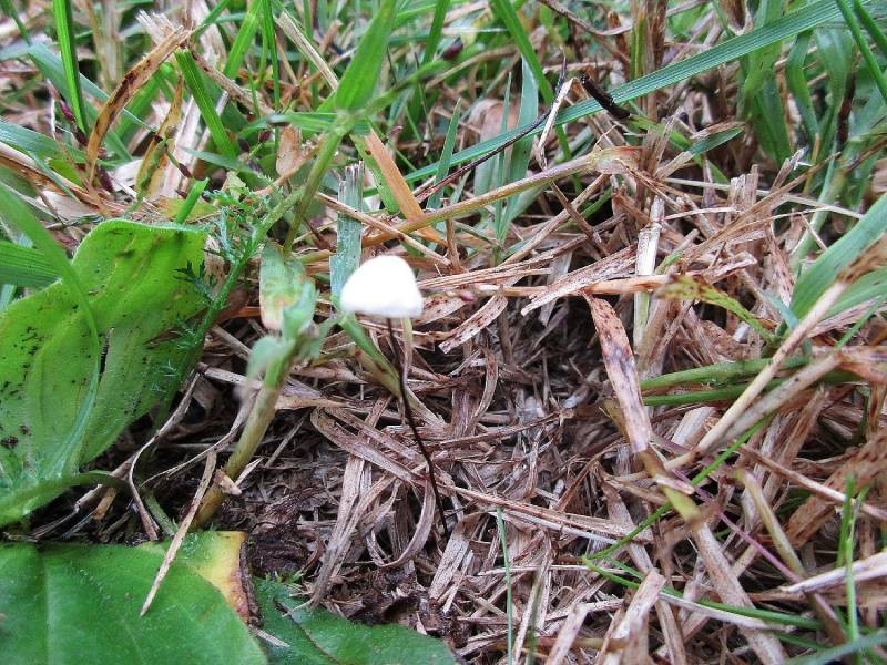 Marasmius graminum