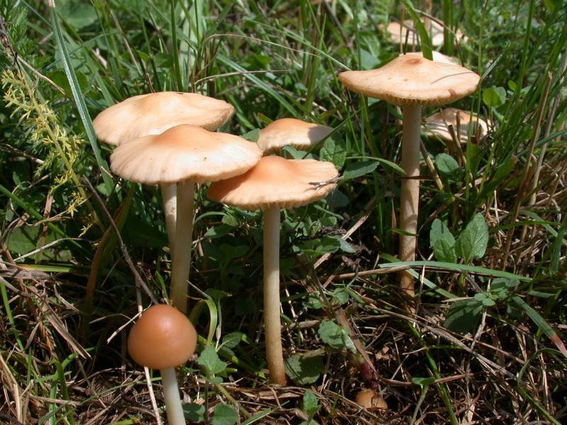 Marasmius oreades