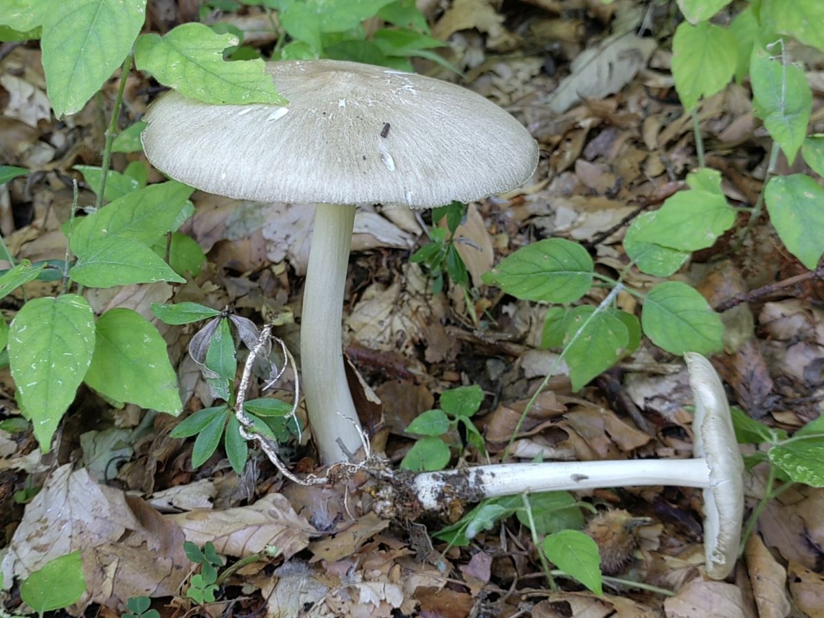 Megacollybia platyphylla