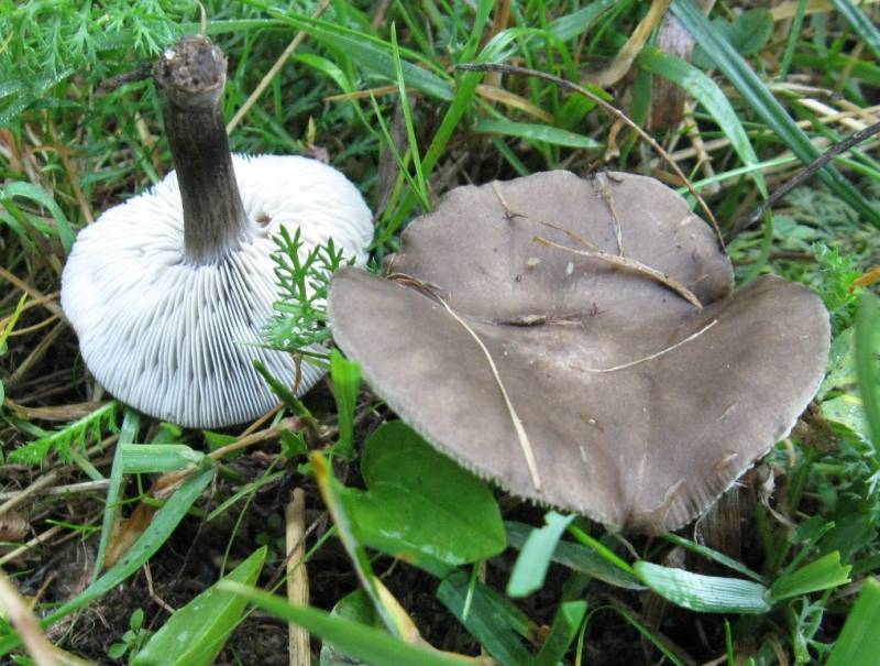 Melanoleuca brevipes